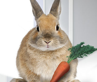 Bunny